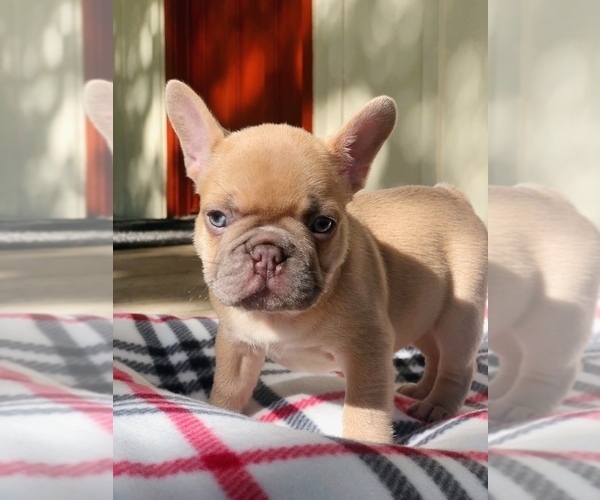 Medium Photo #1 French Bulldog Puppy For Sale in POTTER VALLEY, CA, USA