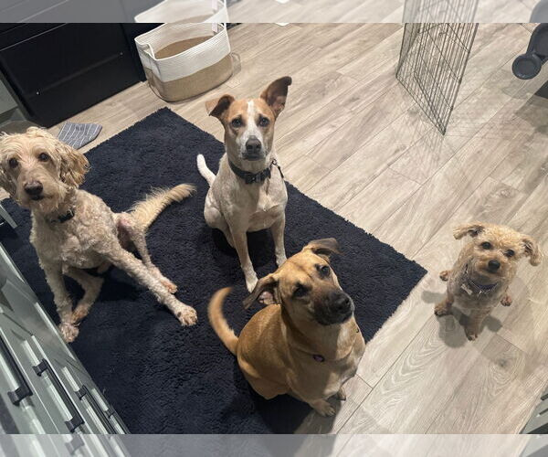 Medium Photo #7 Black Mouth Cur-Unknown Mix Puppy For Sale in The Woodlands, TX, USA