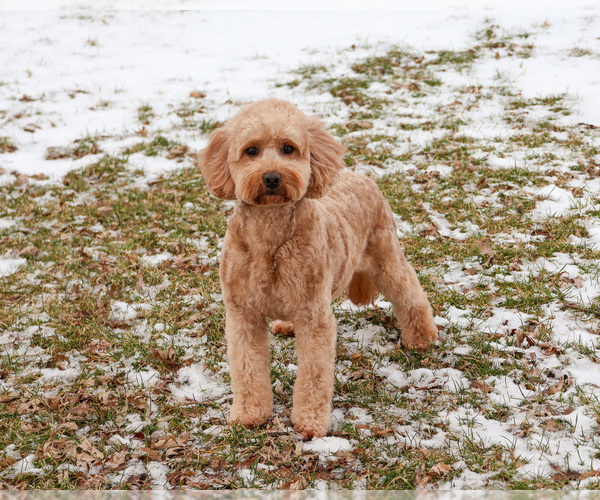 Medium Photo #3 Goldendoodle mix (+ Poodle Miniature) Puppy For Sale in SYRACUSE, IN, USA