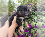 Small Mutt