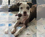 Small #3 Mutt