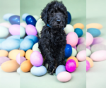 Small Photo #12 Goldendoodle Puppy For Sale in McKinney, TX, USA