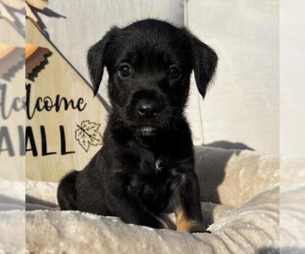 Medium Photo #2 Labrador Retriever-Unknown Mix Puppy For Sale in San Diego, CA, USA