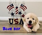 Small Photo #1 Golden Retriever Puppy For Sale in GILBERT, AZ, USA