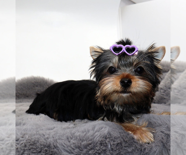 Medium Photo #4 Yorkshire Terrier Puppy For Sale in LOS ANGELES, CA, USA