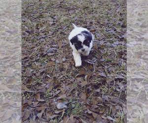 ShihPoo Puppy for sale in INMAN, SC, USA
