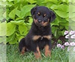 Small Photo #1 Rottweiler Puppy For Sale in MANHEIM, PA, USA