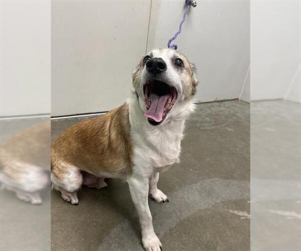 Medium Photo #1 Chihuahua-Unknown Mix Puppy For Sale in Rosenberg, TX, USA