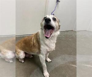 Chihuahua-Unknown Mix Dogs for adoption in Rosenberg, TX, USA