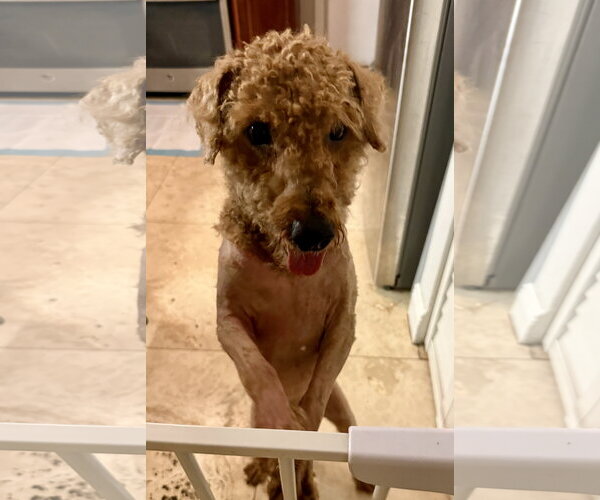 Medium Photo #4 Poodle (Miniature) Puppy For Sale in Boca Raton, FL, USA