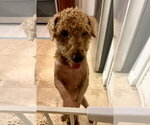 Small #3 Poodle (Miniature)