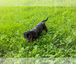 Small #2 Dachshund