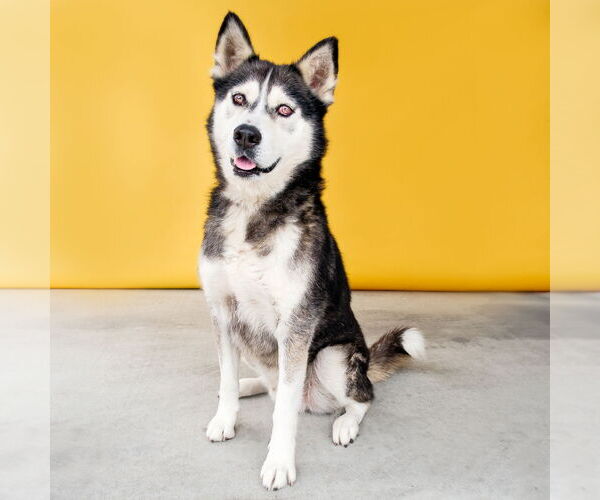 Medium Photo #1 Siberian Husky Puppy For Sale in Pasadena, CA, USA