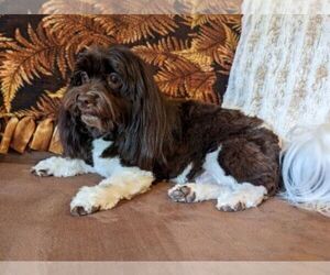 Mother of the Havanese puppies born on 07/07/2026