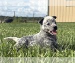 Small #1 Australian Cattle Dog