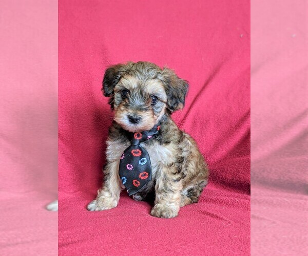 Medium Photo #1 Maltipoo Puppy For Sale in ATGLEN, PA, USA