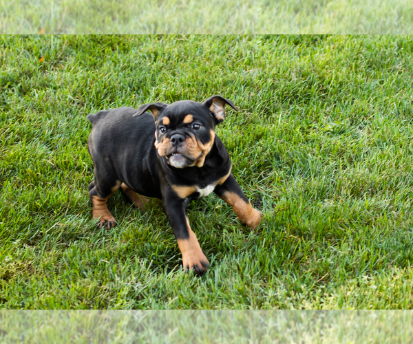 Medium Photo #10 English Bulldog-Olde English Bulldogge Mix Puppy For Sale in MILFORD, IN, USA