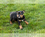 Small #9 English Bulldog-Olde English Bulldogge Mix
