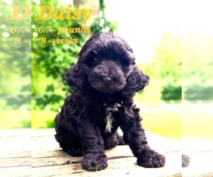 Labradoodle-Poodle (Standard) Mix Puppy for sale in MILLVILLE, MN, USA