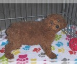 Small Photo #13 Poodle (Miniature) Puppy For Sale in ORO VALLEY, AZ, USA