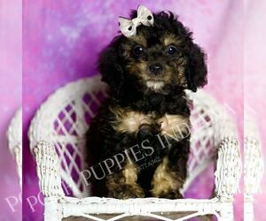 Medium Poodle (Toy)