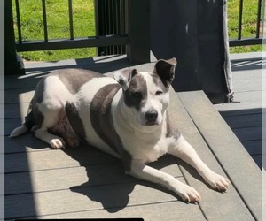 American Pit Bull Terrier-Unknown Mix Dogs for adoption in Germantown, OH, USA