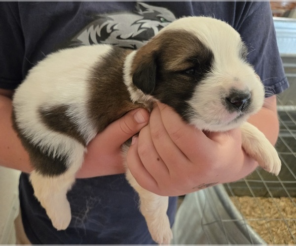 Medium Photo #5 Saint Bernard Puppy For Sale in RAINIER, OR, USA