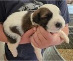 Small #4 Saint Bernard