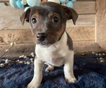 Small Photo #4 Jack Russell Terrier Puppy For Sale in HONEY BROOK, PA, USA