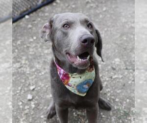 Unknown-Weimaraner Mix Dogs for adoption in San Antonio, TX, USA