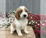 Small Photo #2 Goldendoodle mix (+ Poodle Miniature) Puppy For Sale in MIDDLEBURY, IN, USA