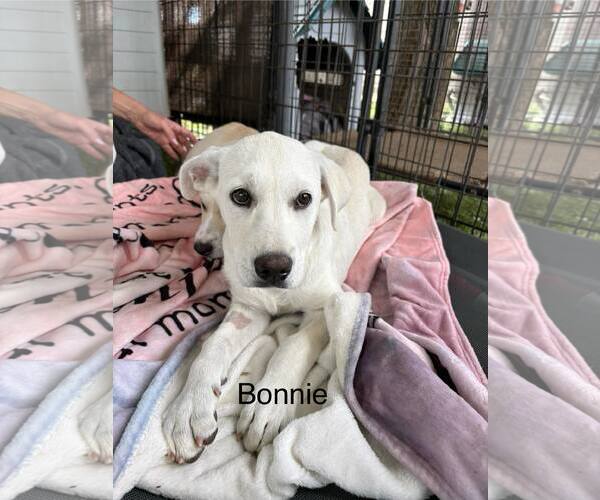 Medium Photo #1 Anatolian Shepherd Puppy For Sale in Turlock, CA, USA