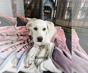 Anatolian Shepherd Dogs for adoption in Turlock, CA, USA