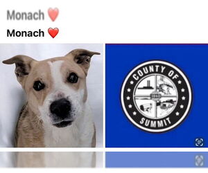 Mutt Dogs for adoption in Akron, OH, USA