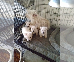 Mother of the West Highland White Terrier puppies born on 11/26/2022