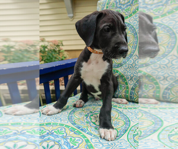 Medium Photo #5 Great Dane Puppy For Sale in DOWNERS GROVE, IL, USA