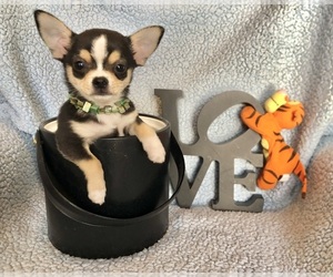 Chihuahua Puppy for sale in NEWVILLE, PA, USA