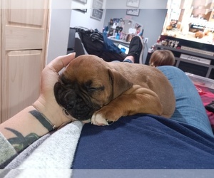Boxer-Mastiff Mix Puppy for sale in WARFORDSBURG, PA, USA