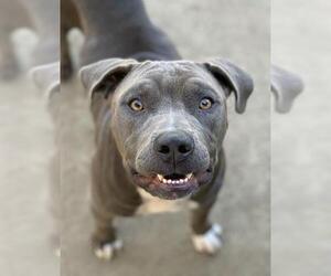 American Pit Bull Terrier Dogs for adoption in Riverside, CA, USA