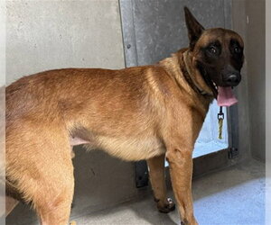 Mutt Dogs for adoption in San Bernardino, CA, USA