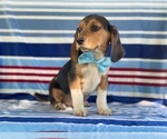 Small Photo #2 Beagle Puppy For Sale in LANCASTER, PA, USA