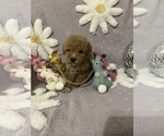 Small Photo #14 Poodle (Toy) Puppy For Sale in SYLMAR, CA, USA