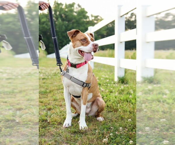 Medium Photo #12 American Staffordshire Terrier-Unknown Mix Puppy For Sale in Holly Springs, NC, USA