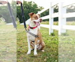 Small #11 American Staffordshire Terrier Mix