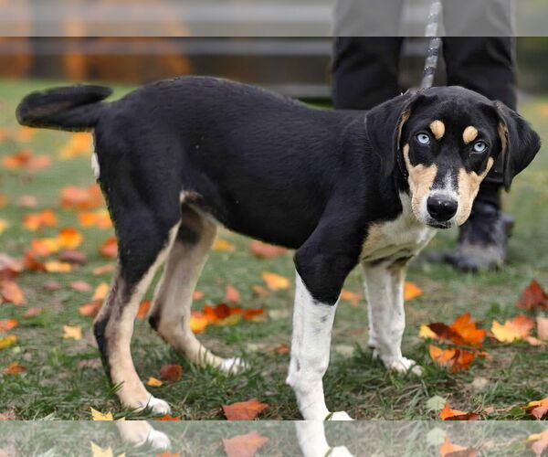 Medium Photo #4 Catahoula Leopard Dog-Unknown Mix Puppy For Sale in Talladega, AL, USA