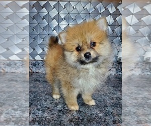 Pomeranian Puppy for sale in ELKHART, IN, USA