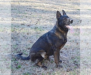 Father of the German Shepherd Dog puppies born on 04/21/2026