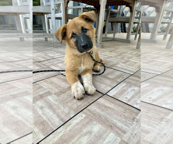 Medium Photo #3 Border Collie Puppy For Sale in Menifee, CA, USA