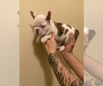 Small Photo #6 French Bulldog Puppy For Sale in CHULA VISTA, CA, USA