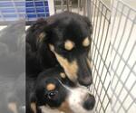 Small Australian Shepherd Mix